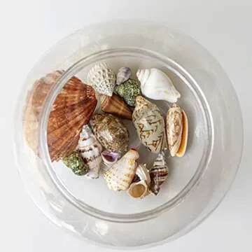 JQAQJU Premium Mixed Beach Seashells Collection - 20 Unique Shells
