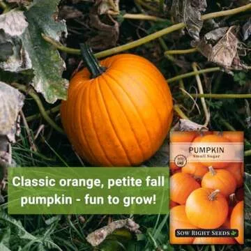 Sow Right Seeds - Small Sugar Pumpkin Seed for Planting - Non-GMO Heirloom Packet with Instructions to Plant a Home Vegetable Garden - Mini Orange Sugar Variety on Long Vines - Fast Growing (1)