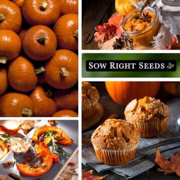 Sow Right Seeds - Small Sugar Pumpkin Seed for Planting - Non-GMO Heirloom Packet with Instructions to Plant a Home Vegetable Garden - Mini Orange Sugar Variety on Long Vines - Fast Growing (1)