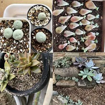 Organic Perlite for Enhanced Plant Drainage - 5QT Size