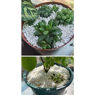 Organic Perlite for Enhanced Plant Drainage - 5QT Size