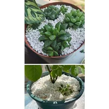 Organic Perlite for Enhanced Plant Drainage - 5QT Size