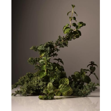 Homecourt Surface Cleaner Spray for a Refreshing Clean Experience