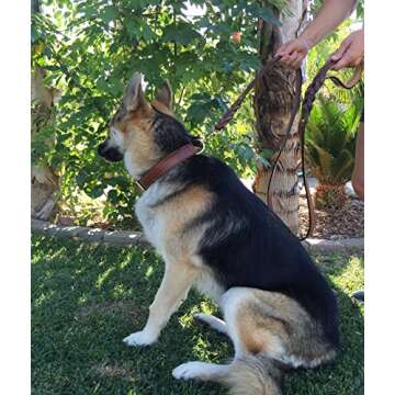 Soft Touch Collars Leather Braided Dog Leash, Brown 6ft x 3/4 Inch, Naturally Tanned 6 Foot Full Grain Leather Lead