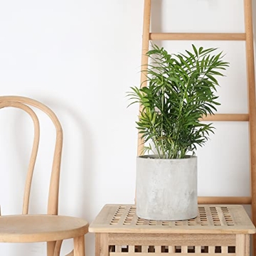 Pageqiu 8.6" Cement Flower Pot with Drainage Hole