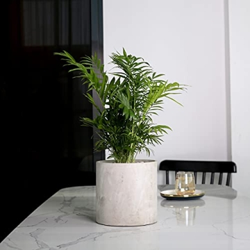 Pageqiu 8.6" Cement Flower Pot with Drainage Hole