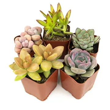 Altman Plants Live Succulents Collection - 5PK Indoor Houseplants