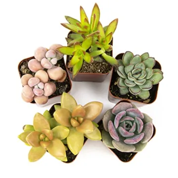 Altman Plants 5PK Live Succulent Houseplants Indoor