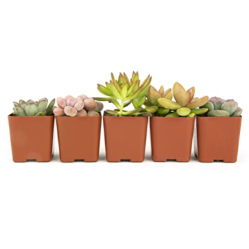 Altman Plants 5PK Live Succulent Houseplants Indoor