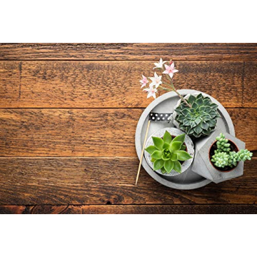 Altman Plants 5PK Live Succulent Houseplants Indoor