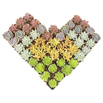 Altman Plants 5PK Live Succulent Houseplants Indoor