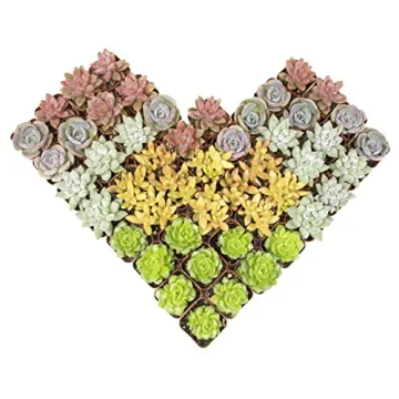 Altman Plants 5PK Live Succulent Houseplants Indoor