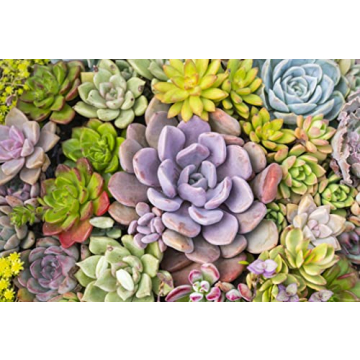 Altman Plants 5PK Live Succulent Houseplants Indoor