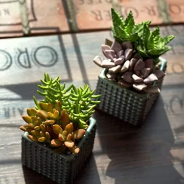 Altman Plants 5PK Live Succulent Houseplants Indoor