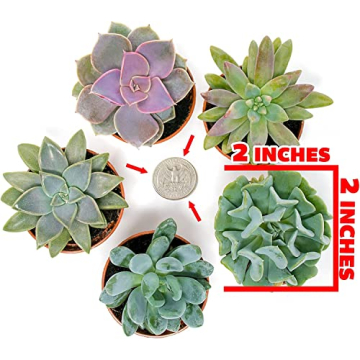 Altman Plants 5PK Live Succulent Houseplants Indoor