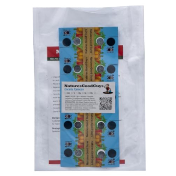 1,000 Encarsia Formosa Eggs for Whitefly Control