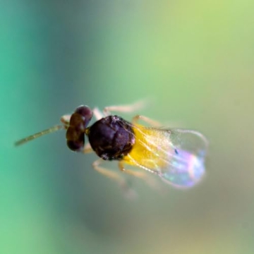 1,000 Encarsia Formosa Eggs Natural Pest Control