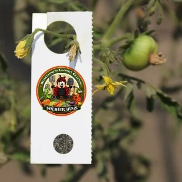 1,000 Encarsia Formosa Eggs Natural Pest Control