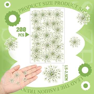 200 Pcs Pressed Dried Flowers for Resin Art Ammi Majus Natural Pressed Dried Flower Dry Flowers for Crafts DIY Wedding Home Decor Scrapbooking Gift Soap Candle Making