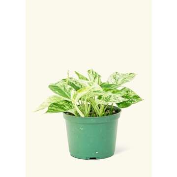 Rooted Pothos Marble Queen, Epipremnum Aureum, Live, Live Indoor, Easy to Grow, Easy to Care, Beauti...