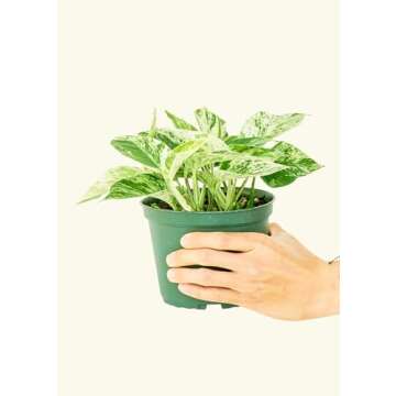Rooted Pothos Marble Queen, Epipremnum Aureum, Live, Live Indoor, Easy to Grow, Easy to Care, Beautiful Outdoor Garden and Low Maintenance Houseplant, 6 inch Pot