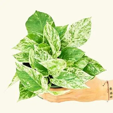 Rooted Pothos Marble Queen, Epipremnum Aureum, Live, Live Indoor, Easy to Grow, Easy to Care, Beautiful Outdoor Garden and Low Maintenance Houseplant, 6 inch Pot
