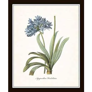 Redoute Blue Botanical Print Set for Vintage Wall Decor