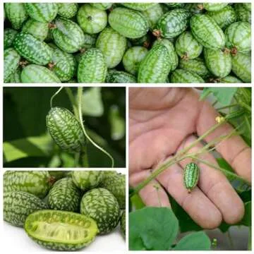 Seed Needs Cucamelon Seeds for Planting - Non-GMO, Heirloom & Untreated - Organically Grow a Vegetable Garden - Mexican Sour Gherkin/Mouse Melon (2 Packs)