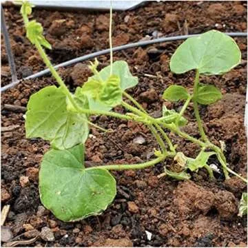 Seed Needs Cucamelon Seeds for Planting - Non-GMO, Heirloom & Untreated - Organically Grow a Vegetable Garden - Mexican Sour Gherkin/Mouse Melon (2 Packs)