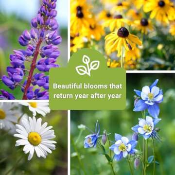 Sow Right Seeds - Perennial 5 Flower Garden Seed Collection for Planting - Russell Lupine, Black-Eyed Susan, Shasta Daisy, Purple Coneflower & Blue Columbine - Non-GMO Heirloom Packets Home Gardening