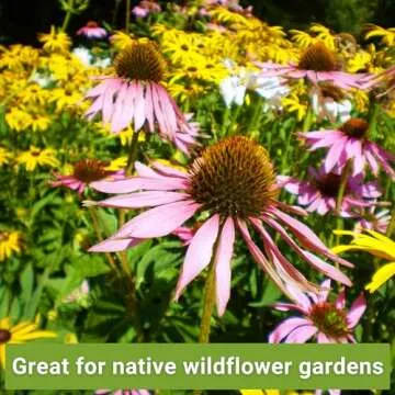 Sow Right Seeds - Perennial 5 Flower Garden Seed Collection for Planting - Russell Lupine, Black-Eyed Susan, Shasta Daisy, Purple Coneflower & Blue Columbine - Non-GMO Heirloom Packets Home Gardening