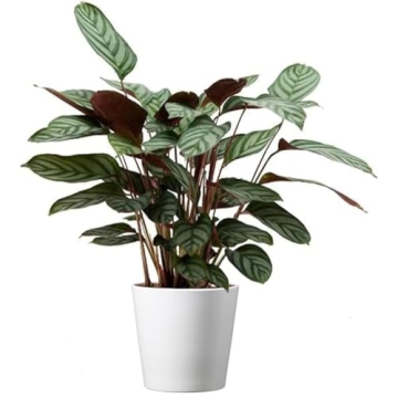 Calathea Ctenanthe Exotica Live Plant for Home Decor