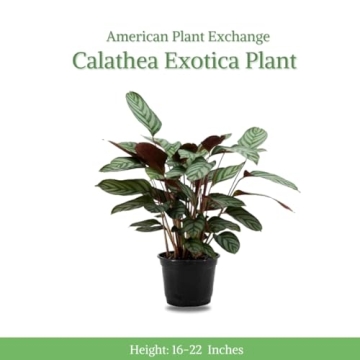 Calathea Ctenanthe Exotica Live Plant for Home Decor