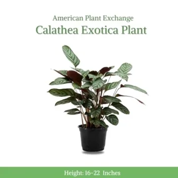 Calathea Ctenanthe Exotica Live Plant for Home Decor