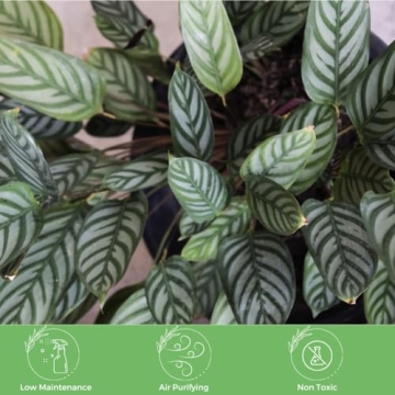 Calathea Ctenanthe Exotica Live Plant for Home Decor