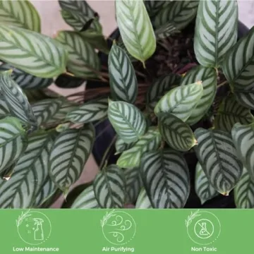 Calathea Ctenanthe Exotica Live Plant for Home Decor