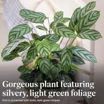 Calathea Ctenanthe Exotica Live Plant for Home Decor