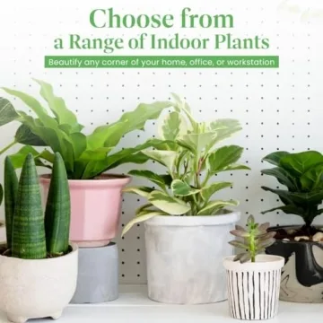 Calathea Ctenanthe Exotica Live Plant for Home Decor