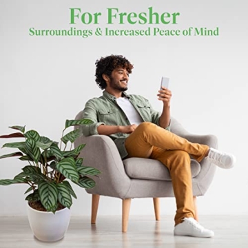 Calathea Ctenanthe Exotica Live Plant for Home Decor