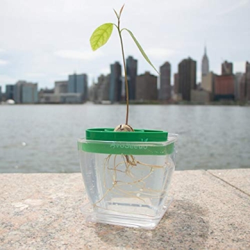 AvoSeedo Avocado Tree Growing Kit with Pot - Practical Gifts for Women, Mom, Sister, Best Friend & Kids | Plant Indoors with Novelty Pit Grower Boat | Gardening Gifts for Women