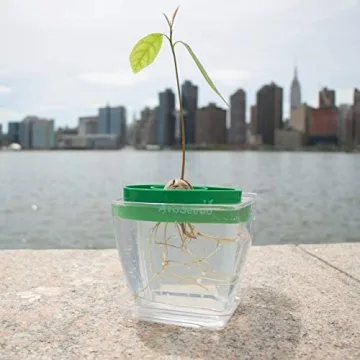 AvoSeedo Avocado Tree Growing Kit with Pot - Practical Gifts for Women, Mom, Sister, Best Friend & Kids | Plant Indoors with Novelty Pit Grower Boat | Gardening Gifts for Women