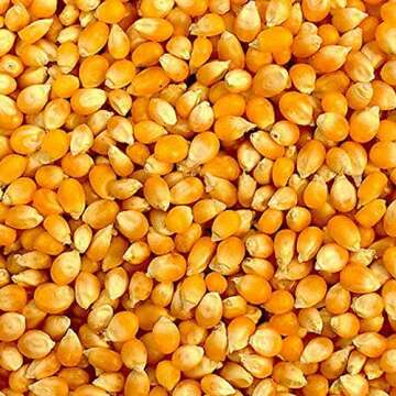 15 oz Yellow Popping Corn, Corn Seed for Growing, Heirloom, Open Pollinated Non-GMO Garden Seeds by Country Creek Acres, Grown in USA, Microgreen Seed