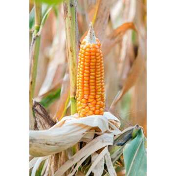 15 oz Yellow Popping Corn, Corn Seed for Growing, Heirloom, Open Pollinated Non-GMO Garden Seeds by Country Creek Acres, Grown in USA, Microgreen Seed