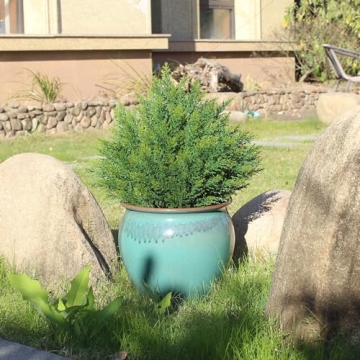 Buy UV Resistant 19'' Artificial Cedar Potted Bush Tree Online
