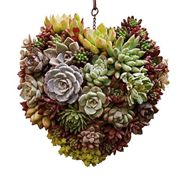 Candyqueen Succulent Planter Heart Hanging Frame for Home
