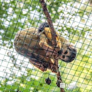 Fencer Wire 19 Gauge Green Vinyl Coated 1/2 Hardware Cloth Vegetables Garden Rabbit Fencing Snake Fence for Chicken Run Critters Gopher Racoons Opossum Rehab Cage Wire Window (24" x 96")