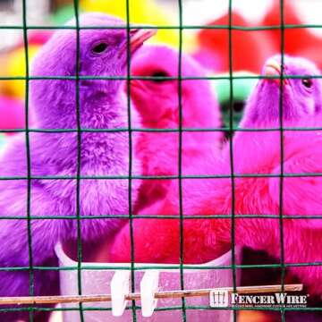 Fencer Wire 19 Gauge Green Vinyl Coated 1/2 Hardware Cloth Vegetables Garden Rabbit Fencing Snake Fence for Chicken Run Critters Gopher Racoons Opossum Rehab Cage Wire Window (24" x 96")