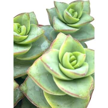 Crassula Perforata Ivory Towers, String of Buttons, Succulents Plants Live Fully Rooted House Plant for Home Decor Office Decoration, DIY Projects