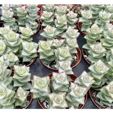 Crassula Perforata Ivory Towers, String of Buttons, Succulents Plants Live Fully Rooted House Plant for Home Decor Office Decoration, DIY Projects