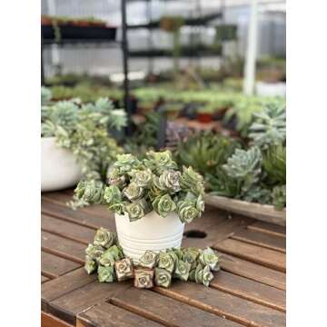 Crassula Perforata Ivory Towers, String of Buttons, Succulents Plants Live Fully Rooted House Plant for Home Decor Office Decoration, DIY Projects